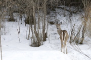 2nd Apr 2015 - White-Tailed Deer 