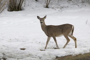 1st Apr 2015 - White-Tailed Deer