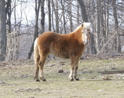 28th Mar 2015 - Pretty Pony