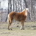 Pretty Pony by frantackaberry