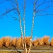 Birches by dianen