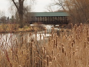 5th Apr 2015 - Cattails and Bridge