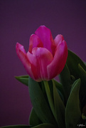 5th Apr 2015 - Easter Tulip