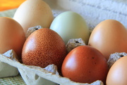 4th Apr 2015 - Organic Eggs
