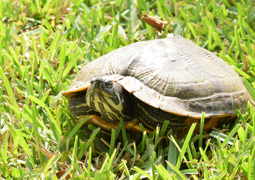 Box Turtle by rickster549
