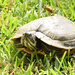 Box Turtle by rickster549