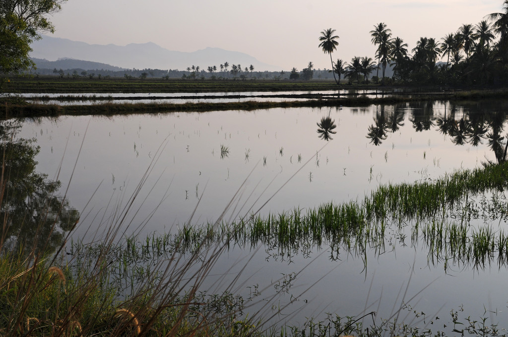 Early Morning light on the rice paddies Kedah by ianjb21