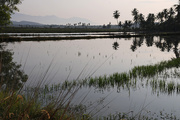 6th Apr 2015 - Early Morning light on the rice paddies Kedah