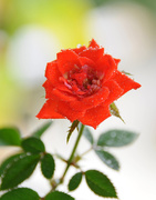28th Mar 2015 - Mini rose on balcony