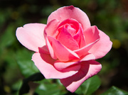 3rd Apr 2015 - Spring Rose