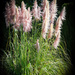 Beautiful grasses by flyrobin