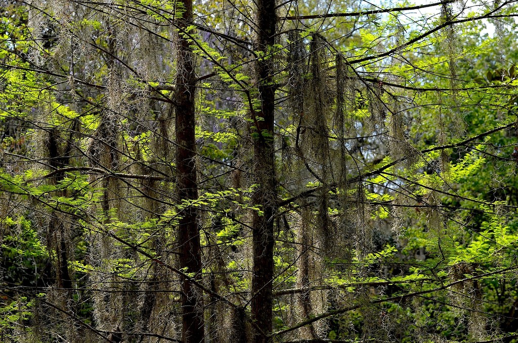 Magnolia Gardens, Charleston, SC by congaree