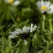 Daisy by flowerfairyann