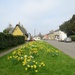Daffodils galore in Lode by foxes37