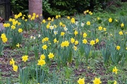 4th Apr 2015 - Daffodils
