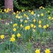 Daffodils by oldjosh