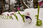 6th Apr 2015 - Spring blooms in the Maritimes - Image #10