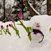 Spring blooms in the Maritimes - Image #10 by novab