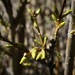 Forsythia buds by mittens