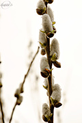 6th Apr 2015 - Big pussy willow