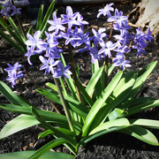 5th Apr 2015 - Hyacinths