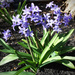 Hyacinths by yogiw