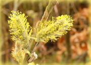 6th Apr 2015 - Pussy Willow