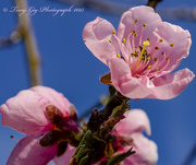 6th Apr 2015 - Peach Flower