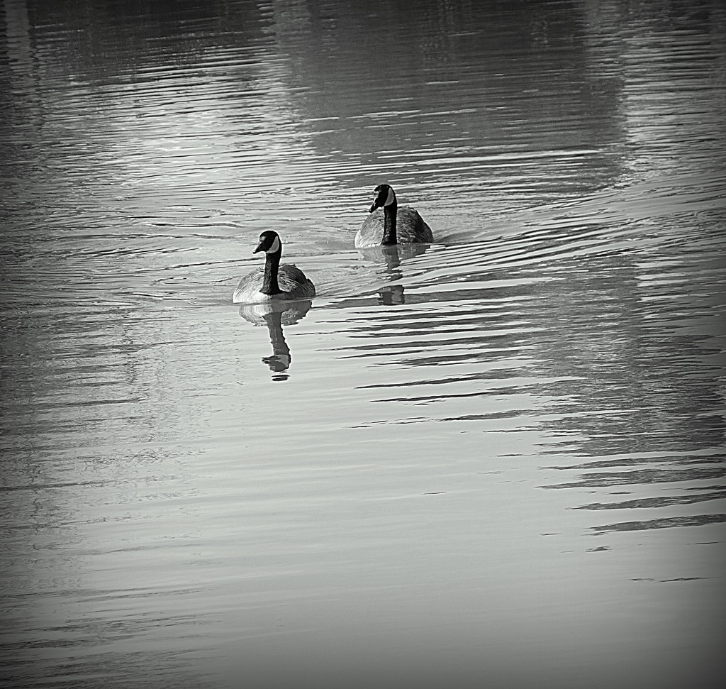 Black and white geese by homeschoolmom