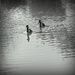 Black and white geese by homeschoolmom
