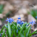 Siberian Squill Horizon by rminer