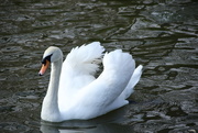 4th Apr 2011 - Beautiful Swan