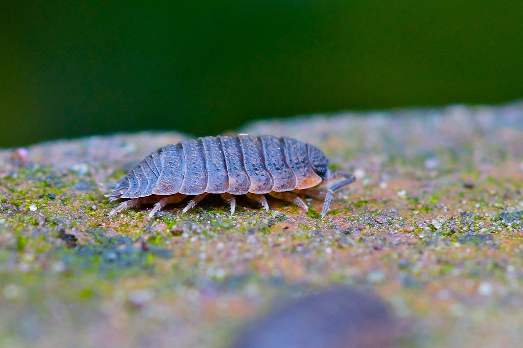 WOODLOUSE  - SIDE ON TWO  by markp