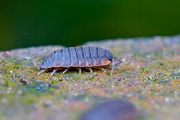 4th Apr 2015 - WOODLOUSE  - SIDE ON TWO 