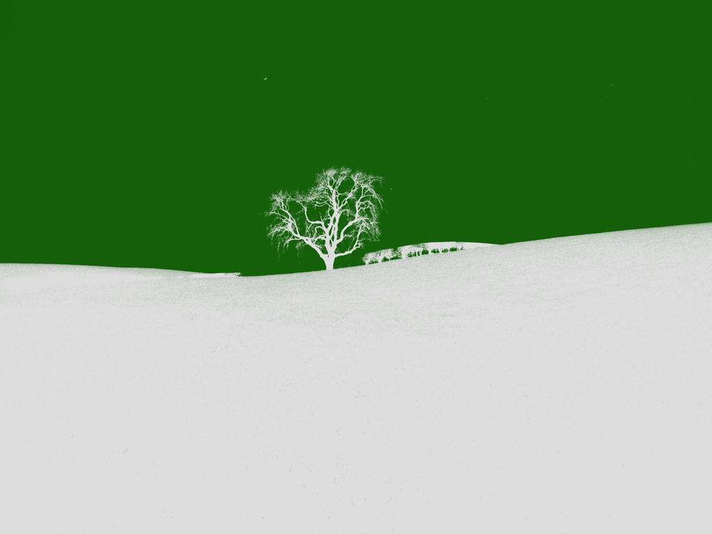 tree green by steveandkerry