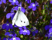 4th Apr 2015 -  Green Veined White