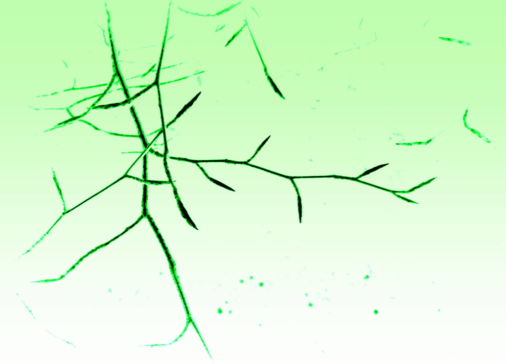 Green twigs by steveandkerry