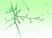 5th May 2014 - Green twigs