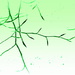 Green twigs by steveandkerry