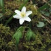 Wood Anemone by roachling