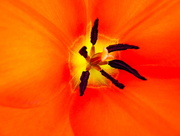 6th Apr 2015 - Inside the Tulip