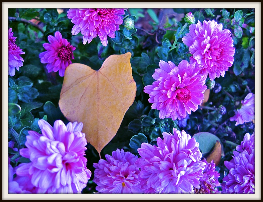 I ♥ Mums by allie912