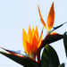 Paradise flower by flyrobin