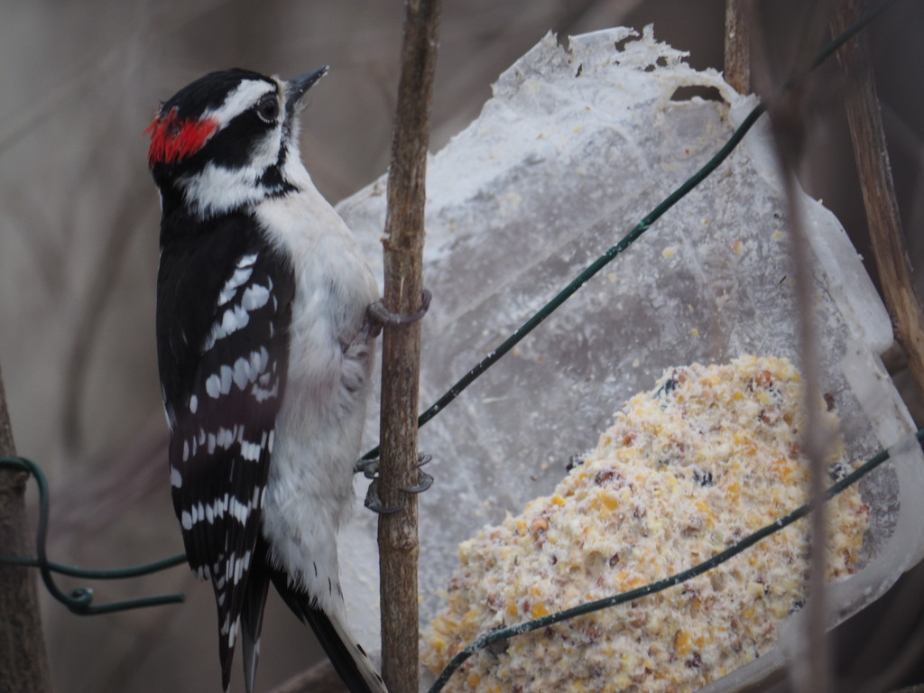 Downy Woodpecker by selkie