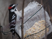 6th Apr 2015 - Downy Woodpecker