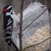 Downy Woodpecker by selkie