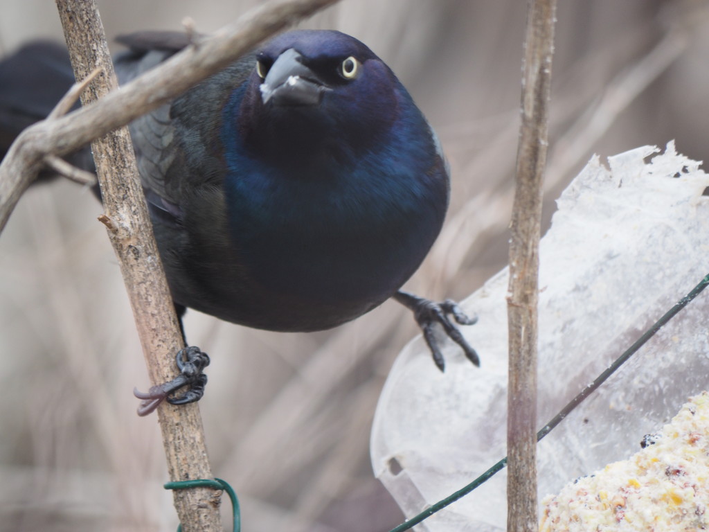 Common Grackle by selkie
