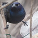 Common Grackle by selkie