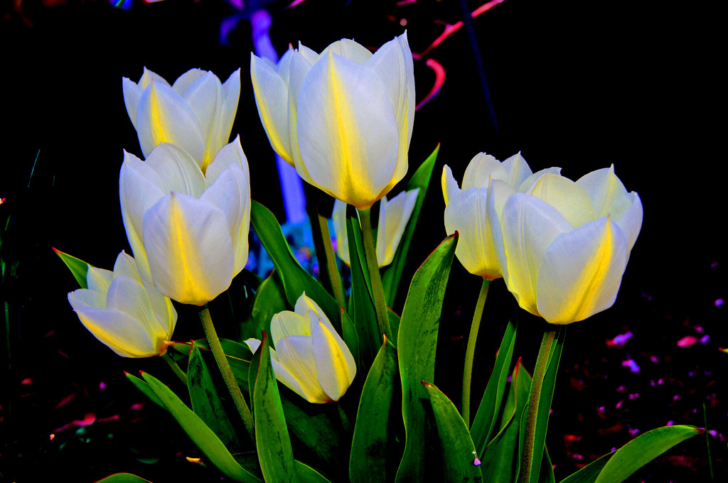 neon tulips by dmdfday