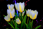 6th Apr 2015 - neon tulips